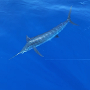 marlin