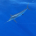 marlin