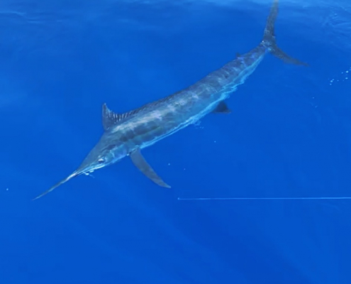 marlin