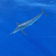 marlin